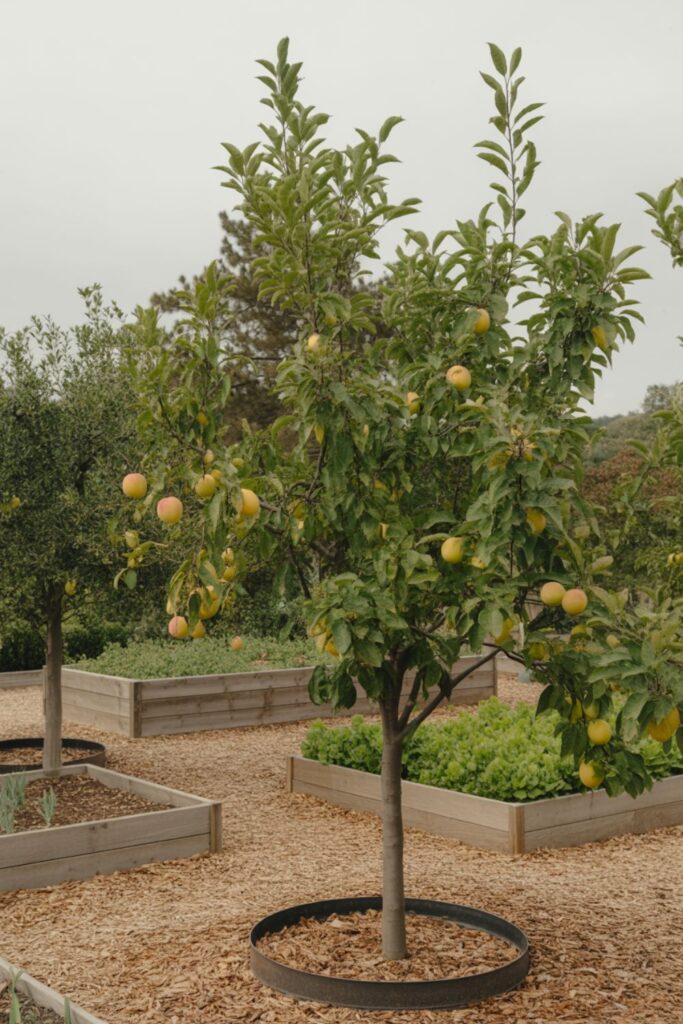 20+ Garden Ideas Trees For Strategic Tree Planting 5 Fruit and Nut Trees for Edible Gardens