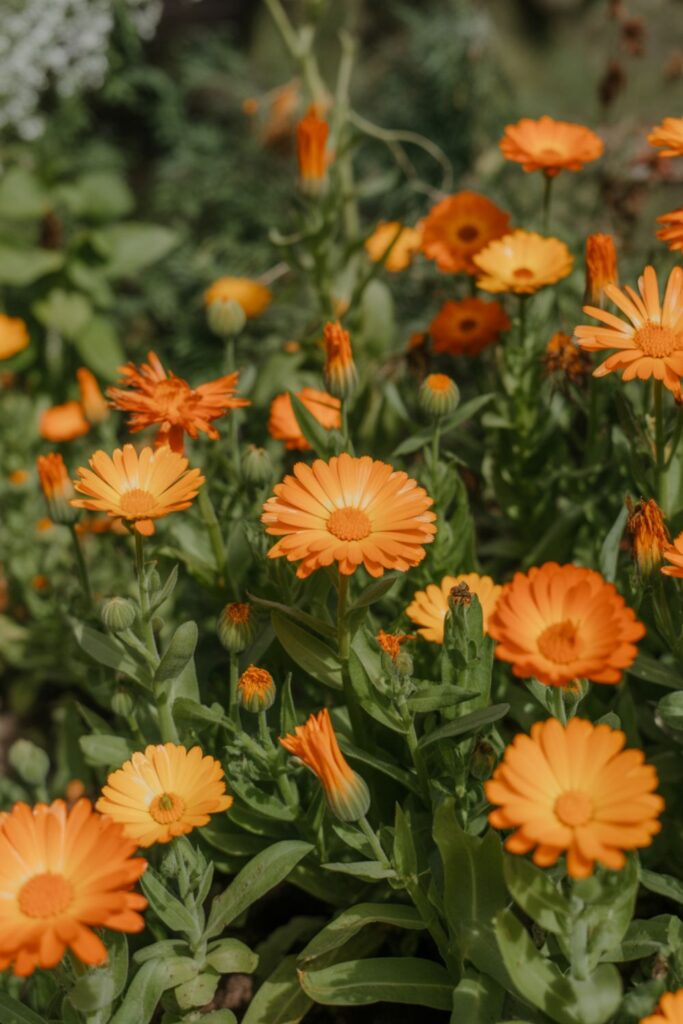 Garden Plant with Vibrant Flowers for Stunning Landscapes 2 Stunning Orange Flowering Plants